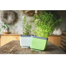 Deux pots à herbes avec des herbes sur une table en bois