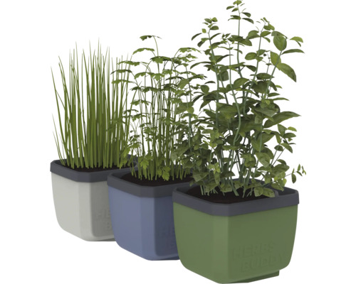Trois pots d'herbes aromatiques avec de la ciboulette, du persil et du basilic