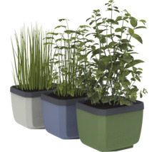 Trois pots d'herbes aromatiques avec de la ciboulette, du persil et du basilic