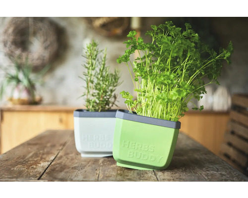 Deux pots d'herbes aromatiques avec du persil et du romarin sur une table en bois