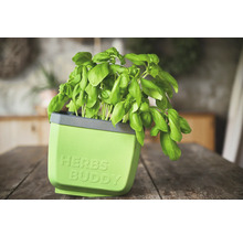 Basilic dans un pot à herbes avec l'inscription Herbs Buddy.