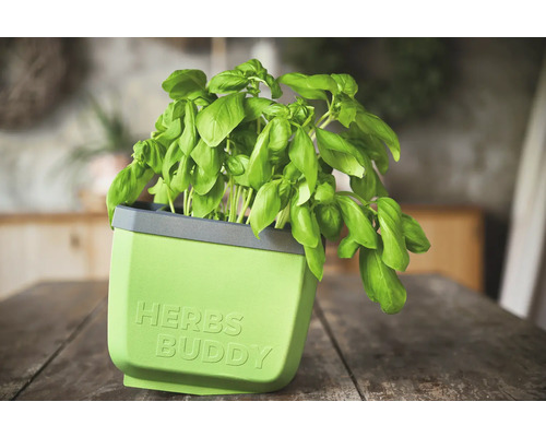 Basilic dans un pot à herbes avec l'inscription Herbs Buddy.