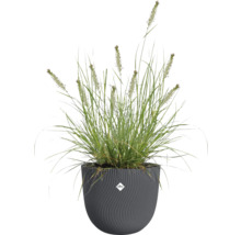 Gras in einem Dekorationstopf mit Elho Logo