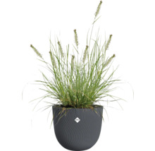 Gras in einem strukturierten Pflanzgefäß