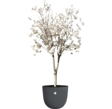 Arbre d'ornement en fleurs en pot
