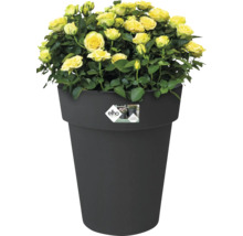 Roses jaunes dans un pot de fleurs noir