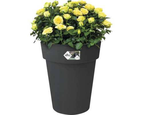 Roses jaunes dans un pot de fleurs noir