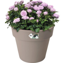 Rose en pot en matériau recyclé