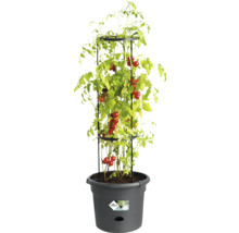 Plant de tomates avec support à plantes dans un pot
