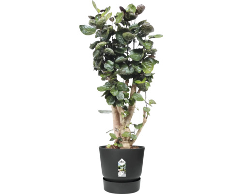 Plante d'intérieur dans un pot noir