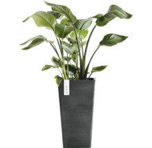 Strelitzia Pflanze in einem hohen dunkelgrauen ECOPOTS Pflanzkübel.