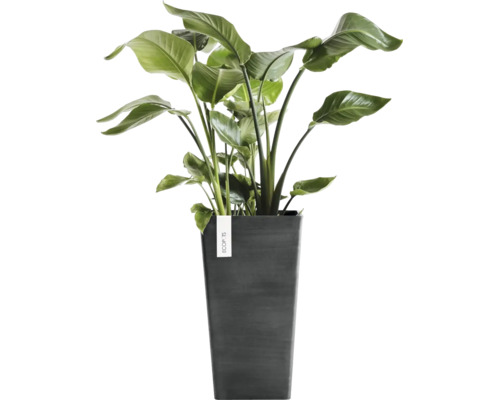 Strelitzia Pflanze in einem hohen dunkelgrauen ECOPOTS Pflanzkübel.