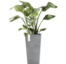 Strelitzia Nicolai Zimmerpflanze in einem hohen grauen quadratischen Pflanztopf aus Kunststoff von Ecopots.