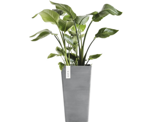 Strelitzia Nicolai Zimmerpflanze in einem hohen grauen quadratischen Pflanztopf aus Kunststoff von Ecopots.