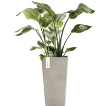Plante d'intérieur Strelitzia Nicolai dans un pot haut gris de chez Ecopots.