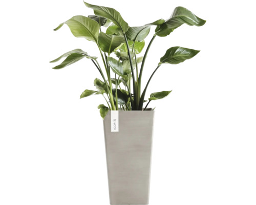 Plante d'intérieur Strelitzia Nicolai dans un pot haut gris de chez Ecopots.