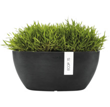Ovale schwarze ECOPOTS Pflanzschale mit grüner Pflanze.