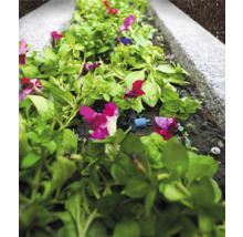 Parterre de fleurs avec système d'irrigation pour plantes