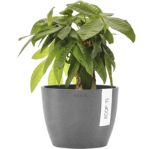 Zimmerpflanze Glückskastanie Pachira aquatica in grauem Ecopots Blumentopf.