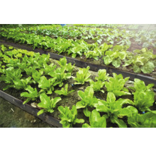 Potager avec des parterres aménagés et différentes variétés de salades