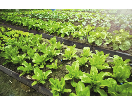 Potager avec des parterres aménagés et différentes variétés de salades