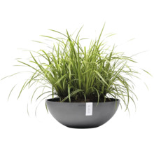 Ziergras in einer runden, grauen Ecopots Pflanzschale aus Kunststoff.