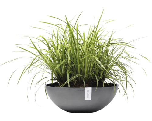 Ziergras in einer runden, grauen Ecopots Pflanzschale aus Kunststoff.