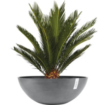 Cycas revoluta dans une coupe à plantes grise Ecopots.