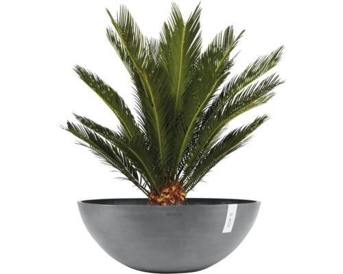Cycas revoluta dans une coupe à plantes grise Ecopots.