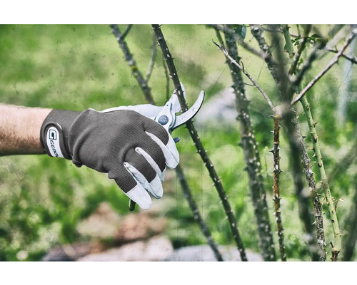 Jardinage avec un sécateur et des gants de jardin sur un arbuste épineux.