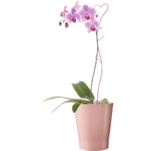 Orchidee in einem Topf