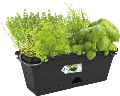 Jardinière noire avec diverses herbes aromatiques