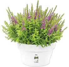 Plante fleurie dans un pot de fleurs