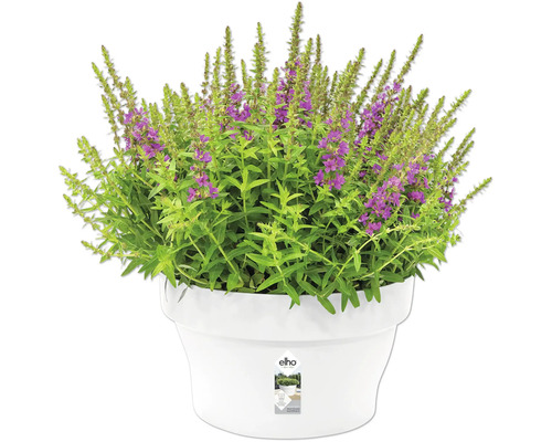 Plante fleurie dans un pot de fleurs