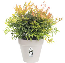 Himmelsbambus im Pflanzgefäß