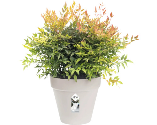 Himmelsbambus im Pflanzgefäß