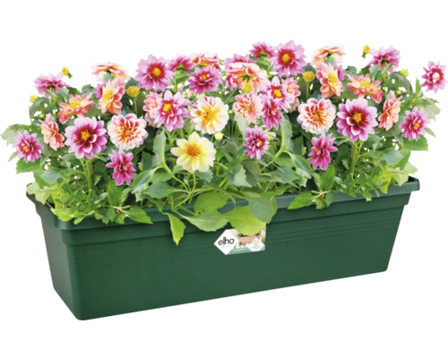 Dahlias dans une jardinière verte