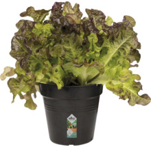 Kopfsalat im Topf