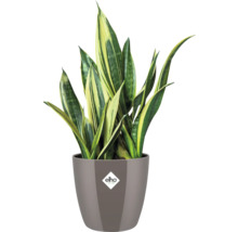 Bogenhanf Pflanze im Topf mit Elho Logo