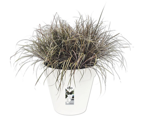 Herbe ornementale dans un pot de fleurs blanc