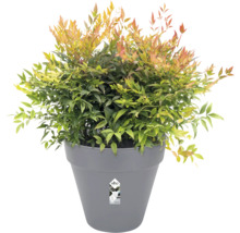 Bambou sacré dans un pot gris