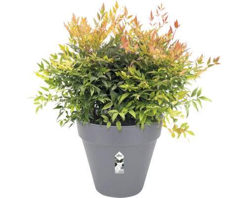 Bambou sacré dans un pot gris