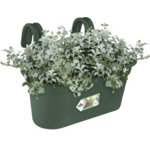 Balkonkasten mit Silberblatt bepflanzt