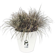 Herbe ornementale en pot