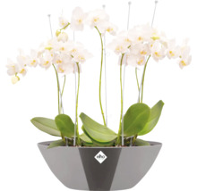 Weisse Orchideen in einem grauen Blumentopf mit Elho Logo