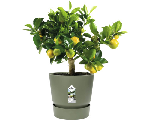 Agrume en pot