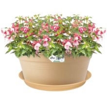 Fuchsie im Blumentopf mit Untersetzer