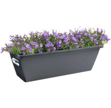 Jardinière avec des campanules violettes en fleurs