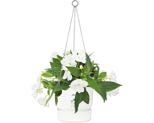 Hängeampel mit weißen Blumen und grünen Blättern in weißem Topf