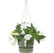 Hängeampel mit weißen Blumen und grünen Blättern in einem Topf